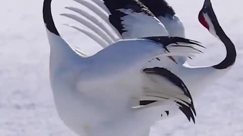 red-crowned crane