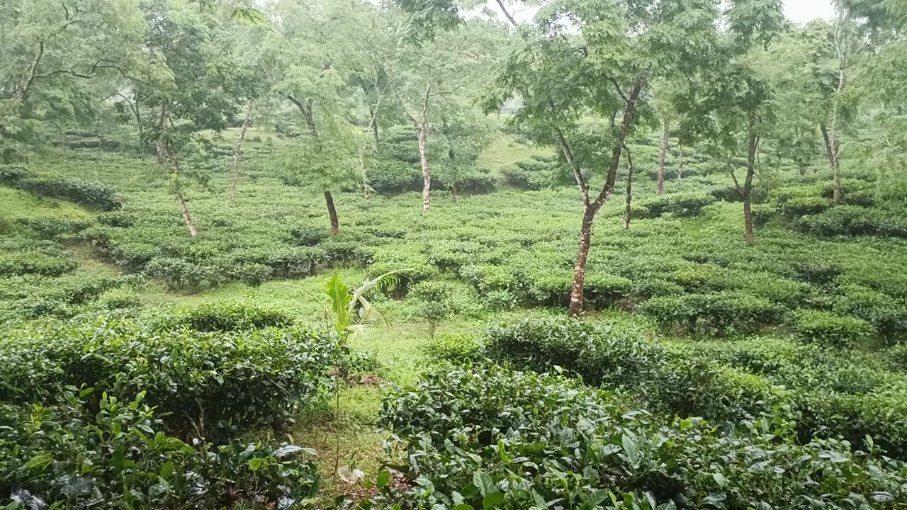 Ramgarh Tea Garden