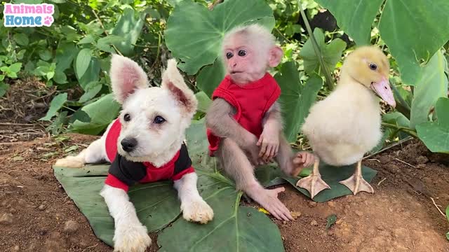 BiBi monkey plays funny with naughty duck and puppy