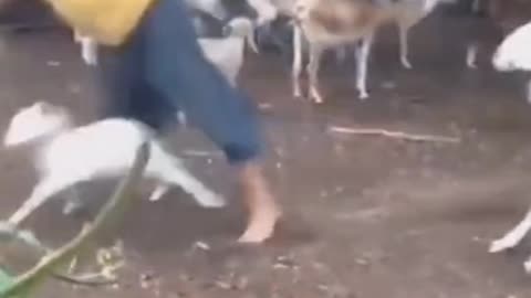 Animalada!