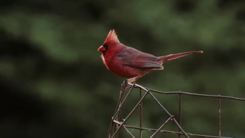 Beautiful bird nice video