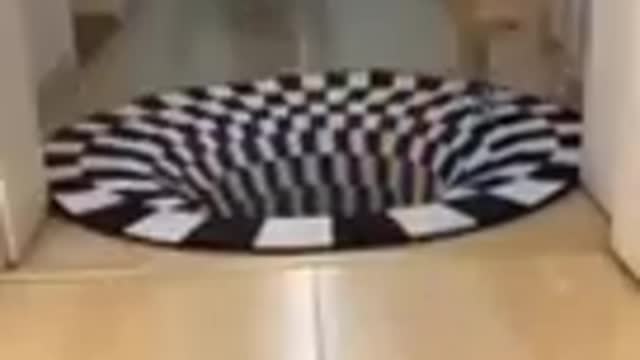 Cute animals funny video