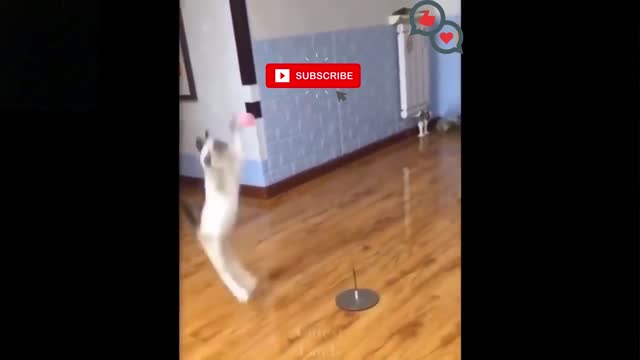 Cute cat Funny Cats and Kittens Meowing