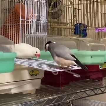 Bird world funny video 9