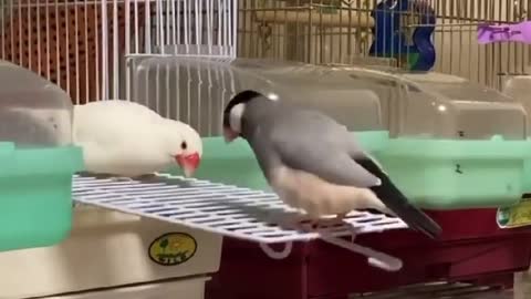 Bird world funny video 9