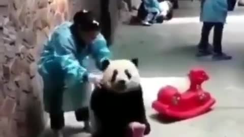 The panda fell while playing