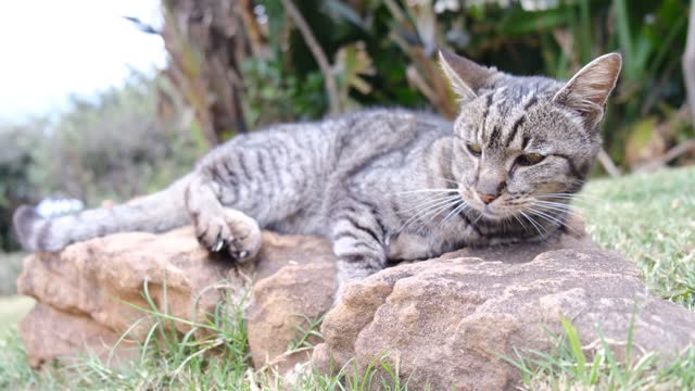 A Cat Resting On A Rocks