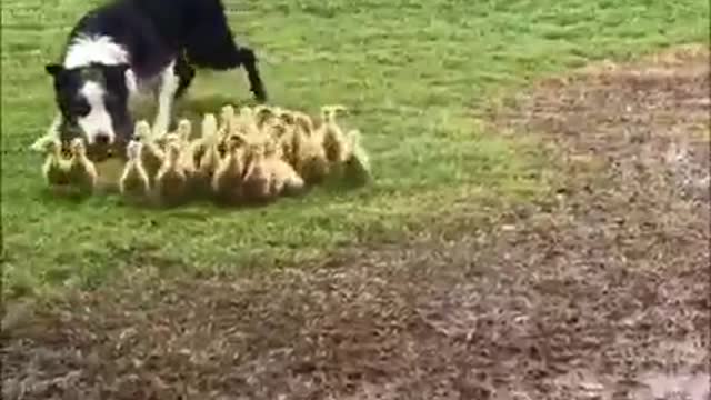 Funny dog and funny baby duck.