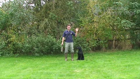 teaching dog direction