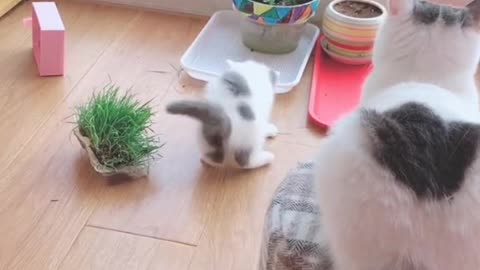 cat playing in the house