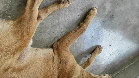 Close-up of golden dragon dog