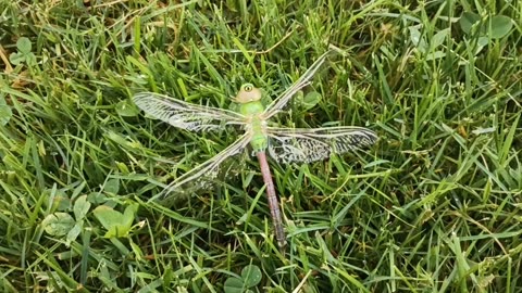 Green Darner Dragonfly