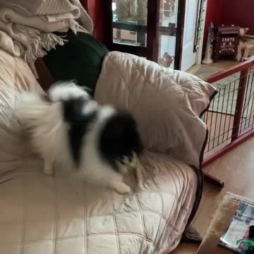 Bailey the puppy steals the broccoli