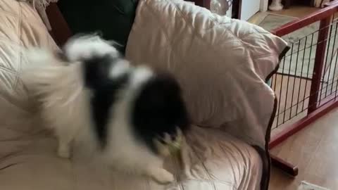 Bailey the puppy steals the broccoli