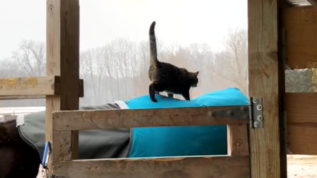 Cat Goes for a Bumpy Ride