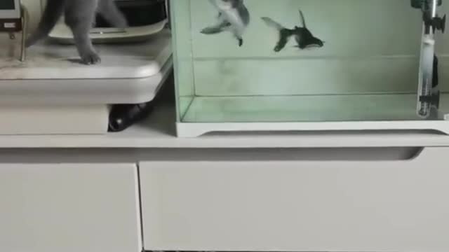 Love bonding of cat and fishes