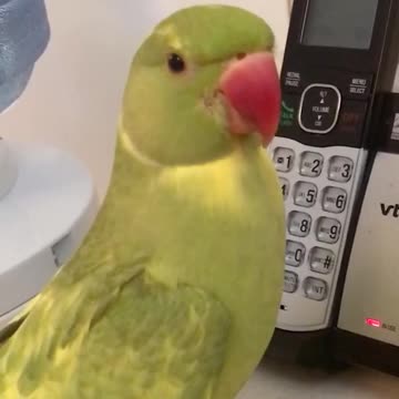 Smart parrot lets owners know when the phone is ringing