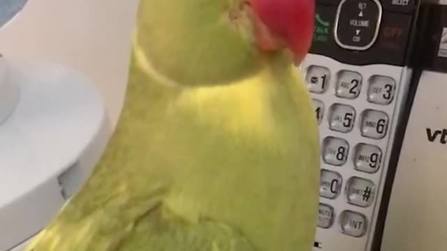 Smart parrot lets owners know when the phone is ringing