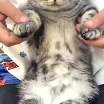 Adorable cat sleepily dances to the music in a funny way