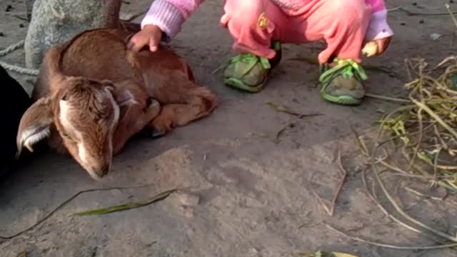 A little baby play with goat baby/funny videos