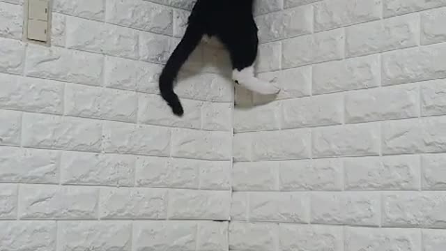 My cat can climb the wall !!!