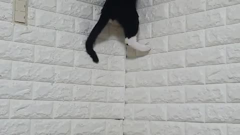 My cat can climb the wall !!!