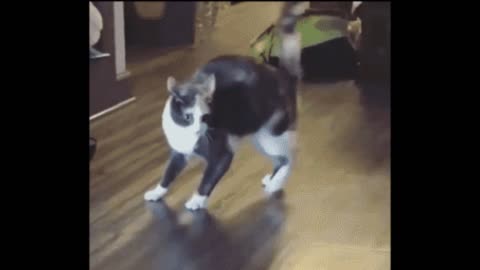 Gif video of cat jumping in the room