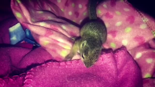 Baby squirrel waking up