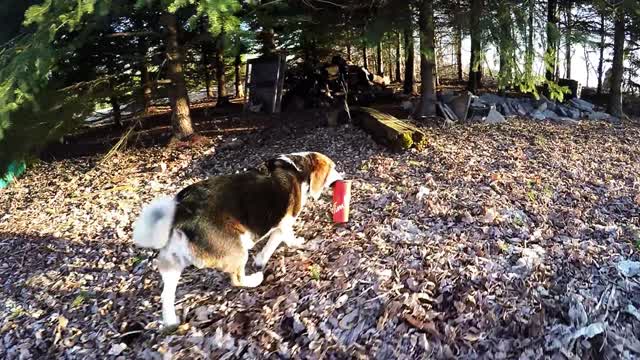 Beagle rescatado se roba el café de su dueño de la camioneta familiar