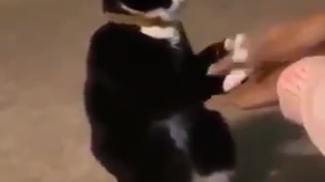 my cat play with mee ,I dare you not to laugh