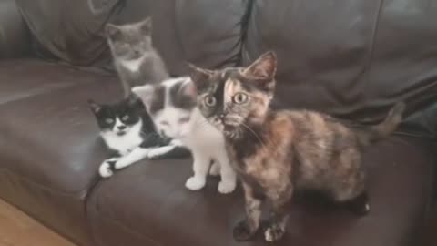 Funny Cat Video Top Viral Series 1