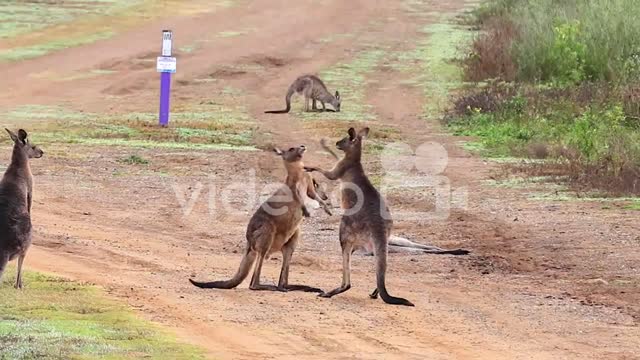 Kangaroos engage in a boxing match fighting along a dirt road in Australia