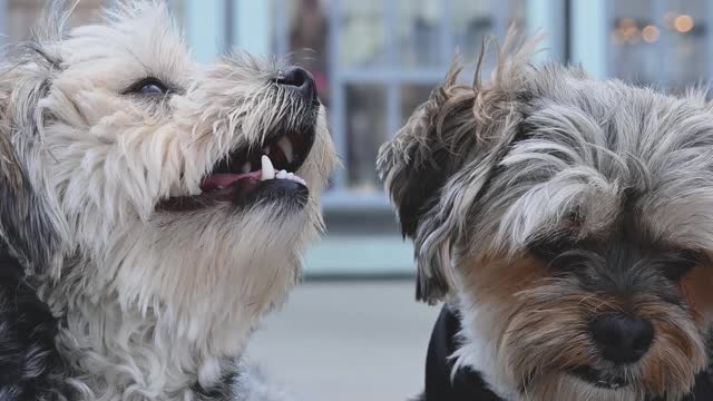 close-up-video-of-dogs