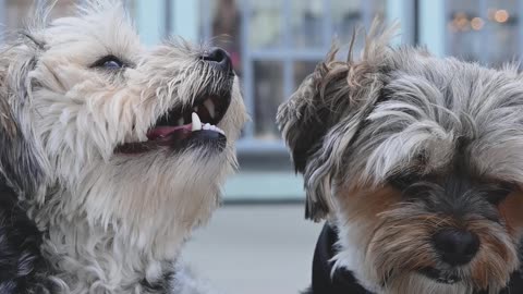 close-up-video-of-dogs