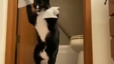 Cat funny video 🐈😂