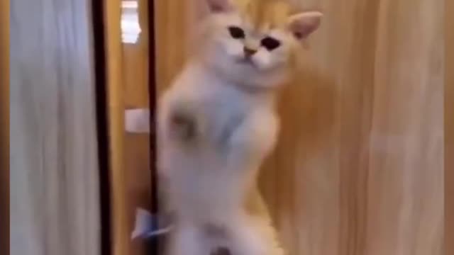 The Funniest and Most Humorous Cat Videos Ever!