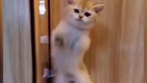 The Funniest and Most Humorous Cat Videos Ever!