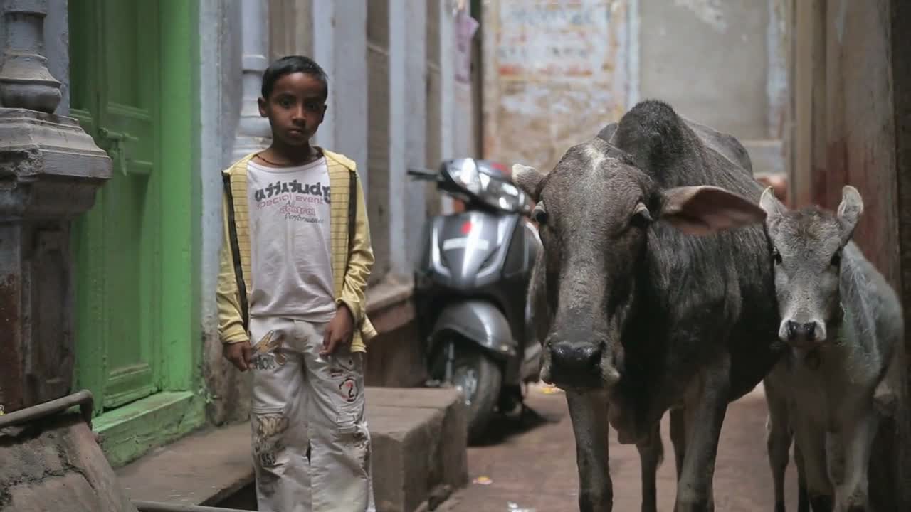 Portrait of a school boy standing by two cows in narrow street in Varanasi