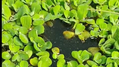 Fishing baby fish