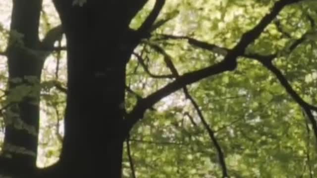 Huge trees in a large green forest