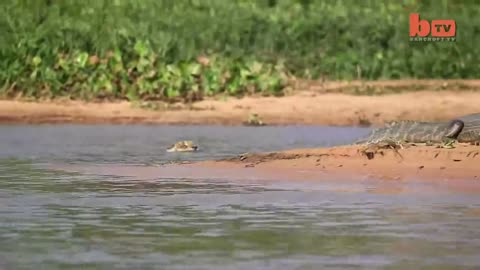 Leopard Hunts Crocodile