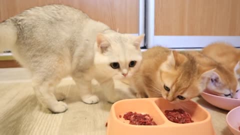 Kittens are little LIONS who love to eat meat.