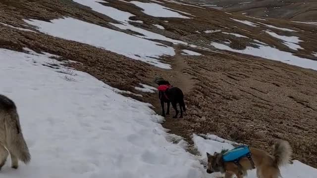 dogs videos