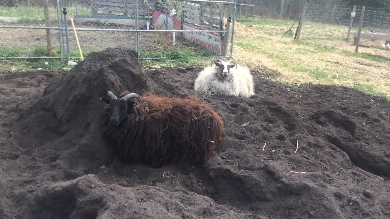 When I was a kid I'd hang out in the dirtpile too.