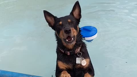 Dog in pool becomes a meerkat