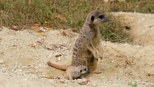 Meerkat Cub Cute Group Curious Attentive