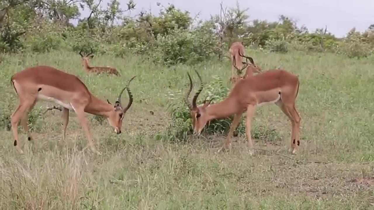 deer fighting among themselves