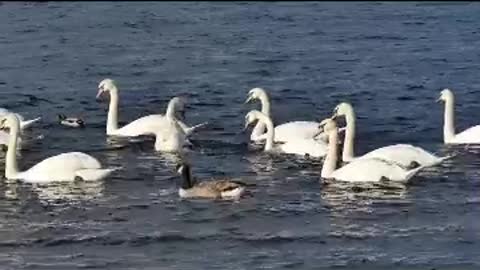 Beautiful duck swim in the water