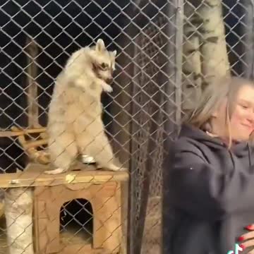 Wild animal copying girl's dance moves!!