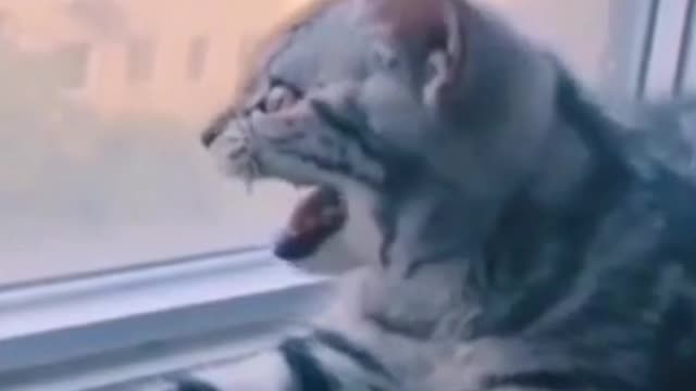 Funny cat near the window